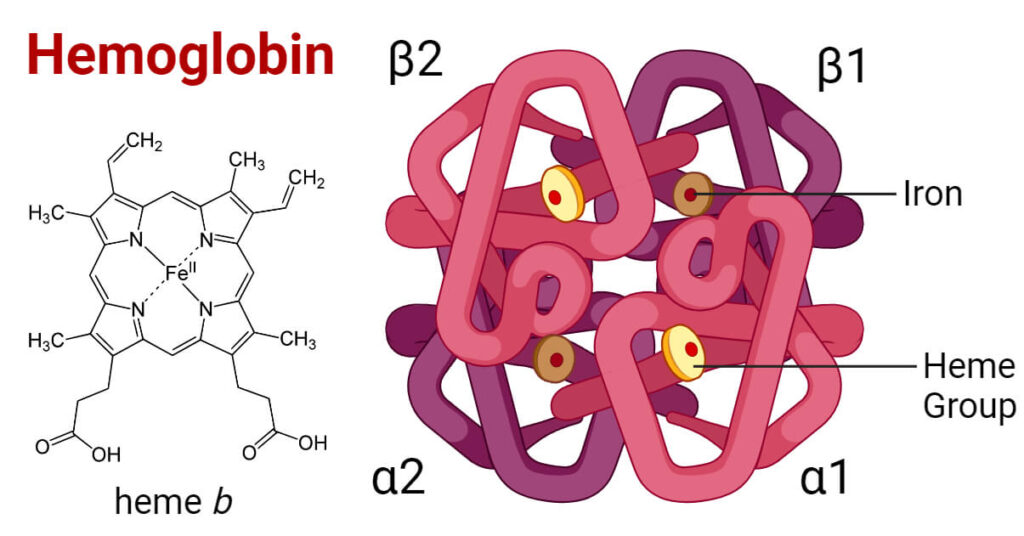 hemoglobin structure