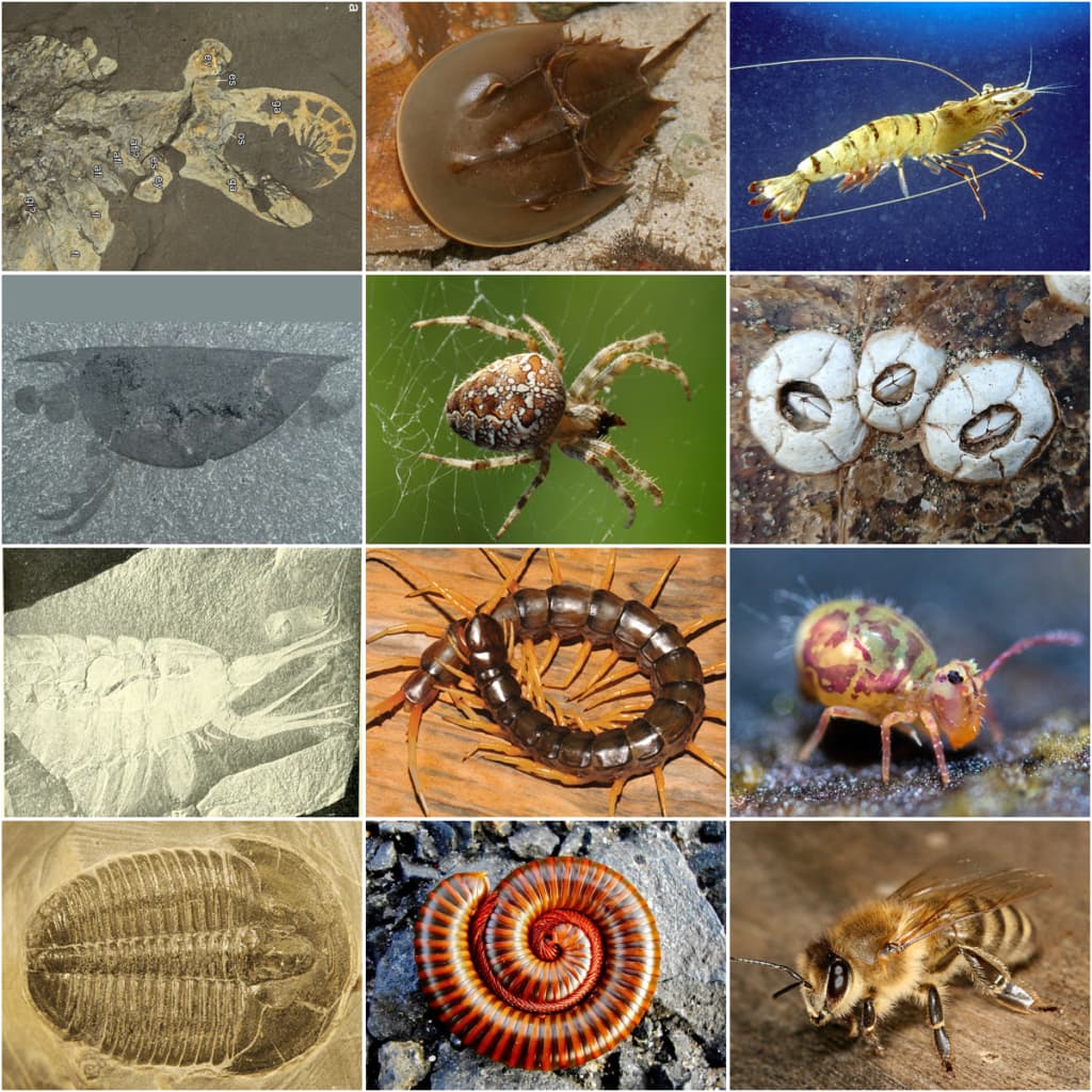 arthropods collage