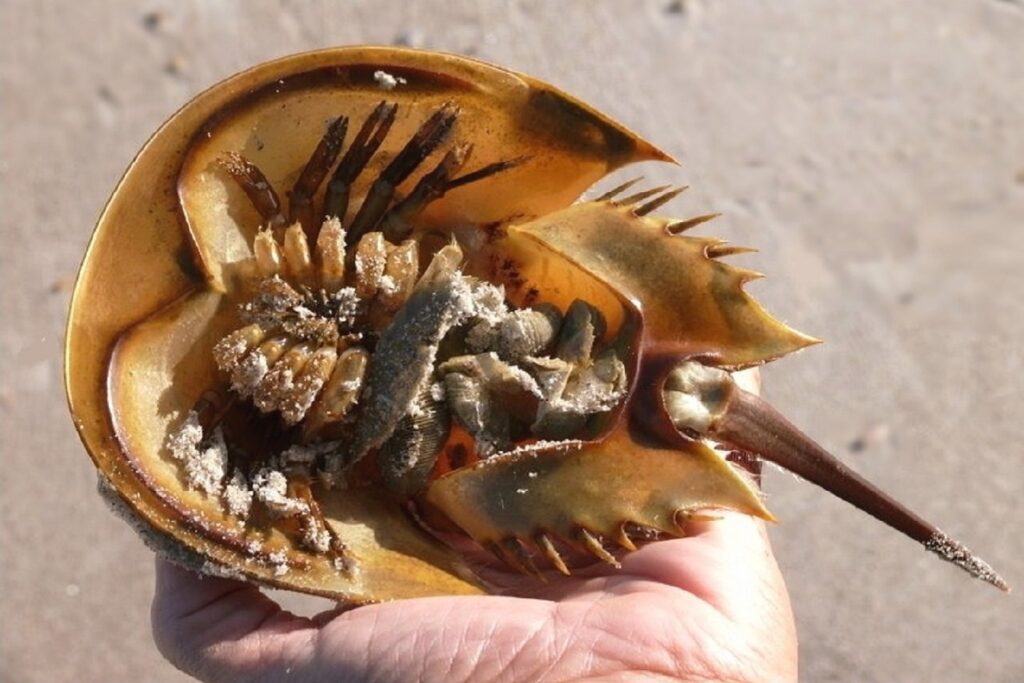 Horseshoe crab