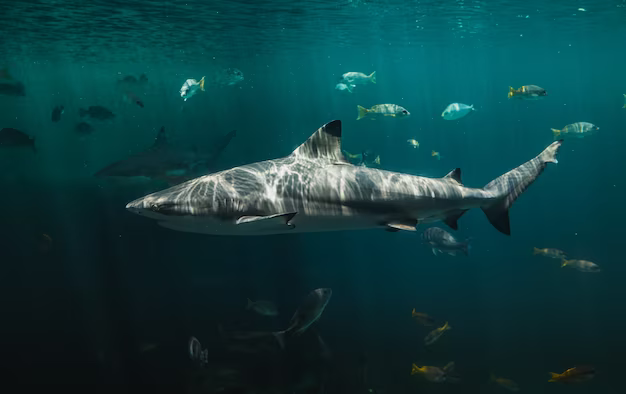 Can Sharks Swim Backwards? Exploring Shark Locomotion